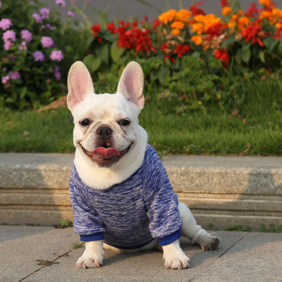 Picture of Polyester Pet Clothes Multicolor