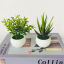 Picture of Plastic Artificial Potted Plants Home Decoration