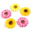 Immagine di Resina Ciondoli Girasole Multicolore 5 Pz