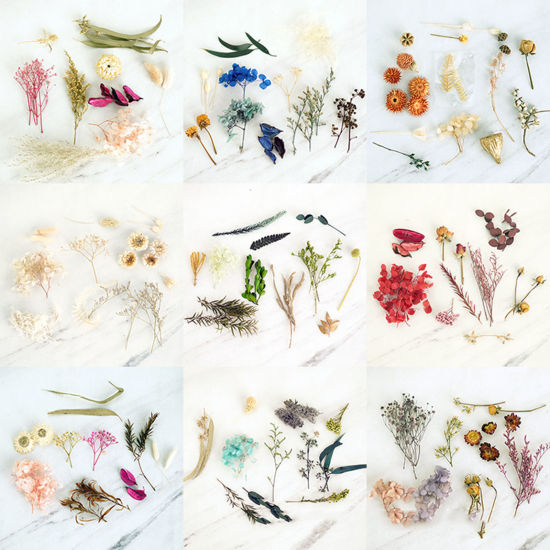 Picture of Real Dried Flower Resin Jewelry Craft Filling Material Multicolor 12cm x 8cm, 1 Box