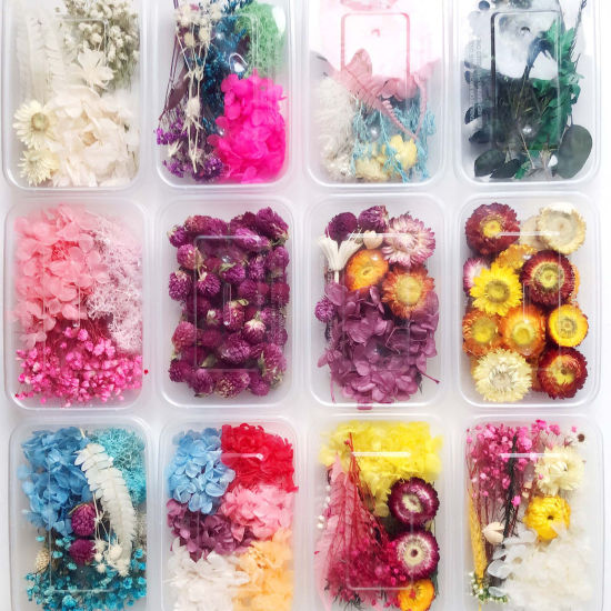 Picture of Real Dried Flower Resin Jewelry Craft Filling Material Multicolor 17cm x 12cm, 1 Box