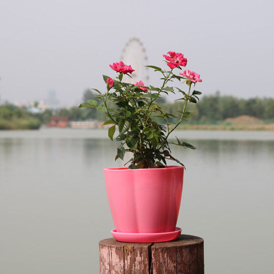Image de Rose - Style9 Jardinage Pots De Fleurs avec Plateau Bas en Résine Plastique