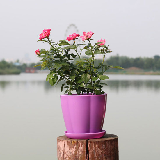 Image de Violet - Style11 Pots de fleurs en résine colorée Planteurs ronds Plateaux de pots Pots en plastique Petits pots créatifs pour plantes succulentes Décor de jardin