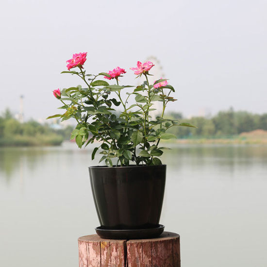 Image de Noir - Style48 Pots de fleurs en résine colorée Planteurs ronds Plateaux de pots Pots en plastique Petits pots créatifs pour plantes succulentes Décor de jardin