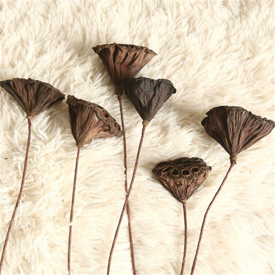 Imagen de Coffee - Natural Dried Flower Pine Cone Acorn Wholesale Artificial Flower For Home Christmas DIY Garland Wreath Wedding Decoration 50CM Long，5 sticks