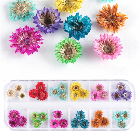 Picture of Real Dried Flower Nail Art Decoration DIY Craft Mixed Color 1 Box
